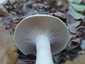 Kőrisszagú csigagomba (Hygrophorus cossus), Budai-hegység